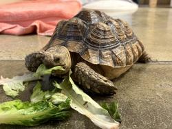 Shelter Stray Unknown Reptile last seen Near Foussat, Oceanside, CA, 92054, Oceanside, CA 92058, USA
