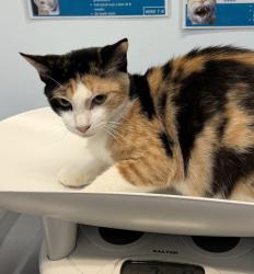 Shelter Stray Female Cat last seen Near Commercial Street, San Diego, CA, 92113, 5500 Gaines St, San Diego, CA 92110, USA