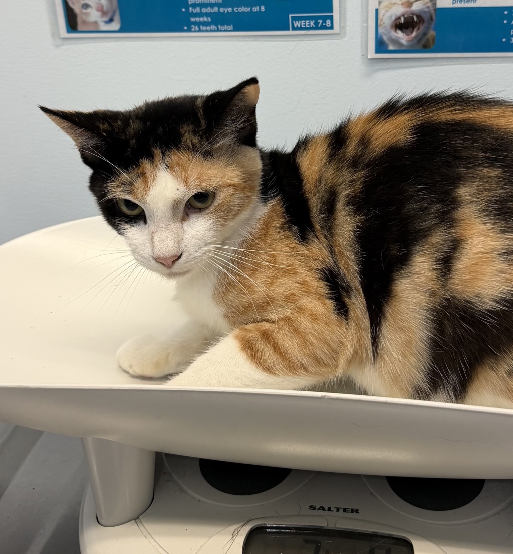 Shelter Stray Female Cat last seen Near Commercial Street, San Diego, CA, 92113, 5500 Gaines St, San Diego, CA 92110, USA