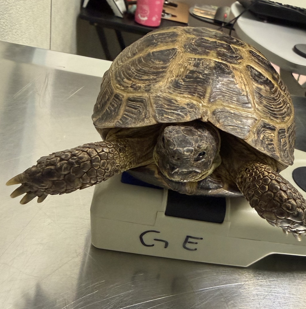 Shelter Stray Male Reptile last seen Regents Road, San Diego, CA, 92122, 5500 Gaines St, San Diego, CA 92110, USA