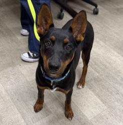 Shelter Stray Female Dog last seen Palomar Avenue, San Diego, CA, 92037, 5500 Gaines St, San Diego, CA 92110, USA