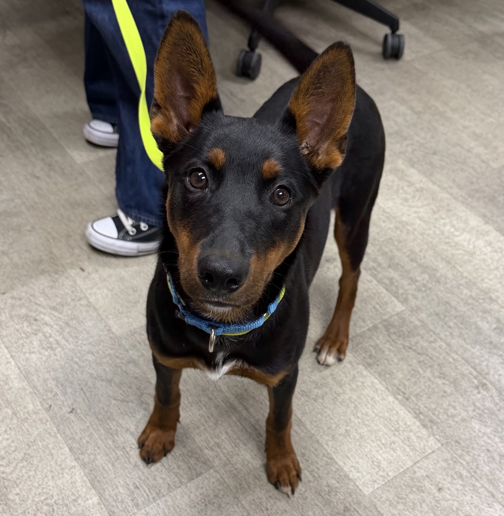 Shelter Stray Female Dog last seen Palomar Avenue, San Diego, CA, 92037, 5500 Gaines St, San Diego, CA 92110, USA