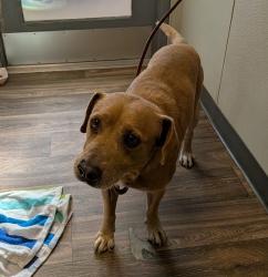 Shelter Stray Male Dog last seen unk, San Diego, CA, 92110, 5500 Gaines St, San Diego, CA 92110, USA