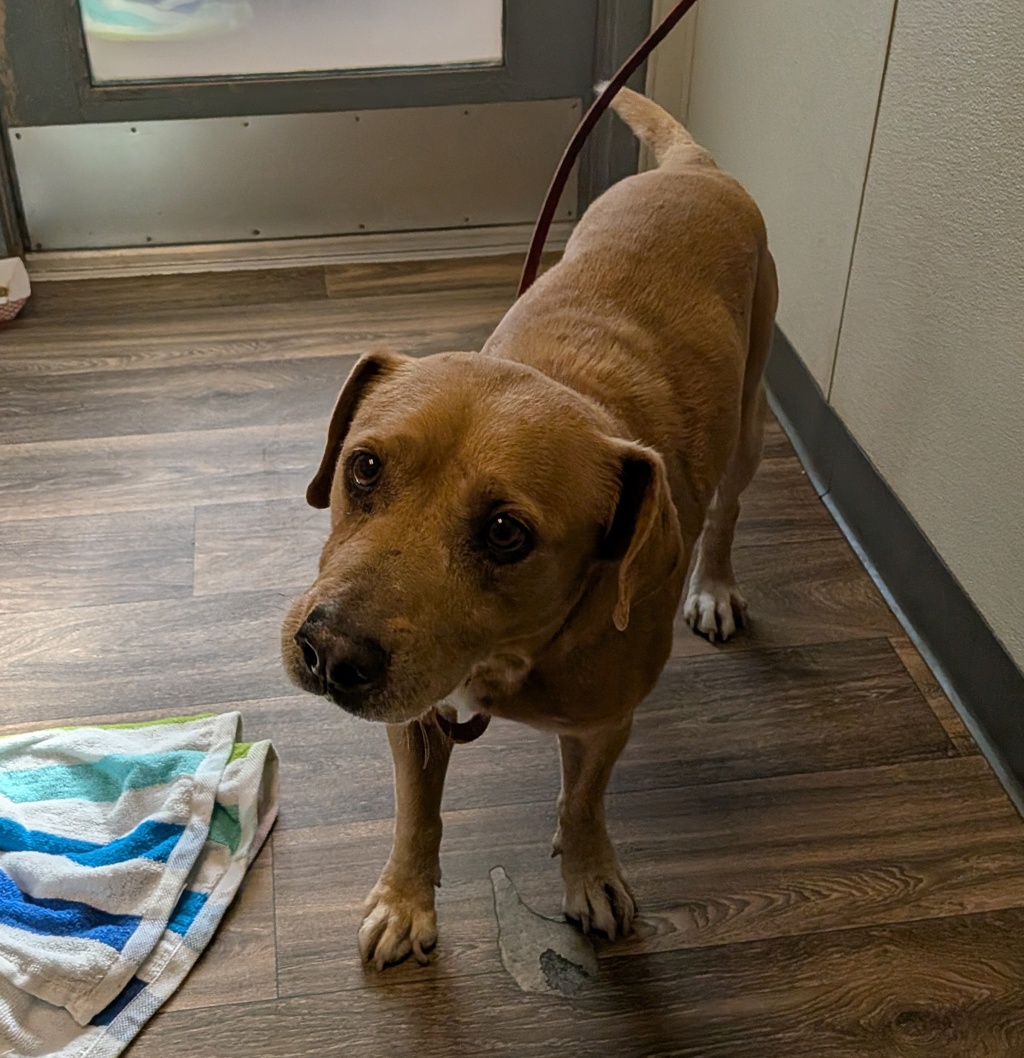 Shelter Stray Male Dog last seen unk, San Diego, CA, 92110, 5500 Gaines St, San Diego, CA 92110, USA