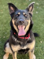 Shelter Stray Female Dog last seen Woodrow Avenue, San Diego, CA, 92114, 5500 Gaines St, San Diego, CA 92110, USA