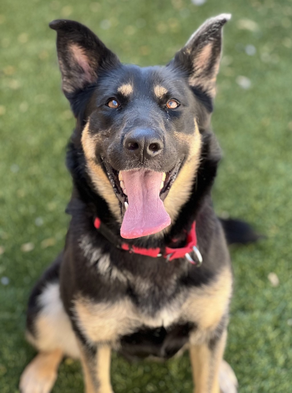 Shelter Stray Female Dog last seen Woodrow Avenue, San Diego, CA, 92114, 5500 Gaines St, San Diego, CA 92110, USA
