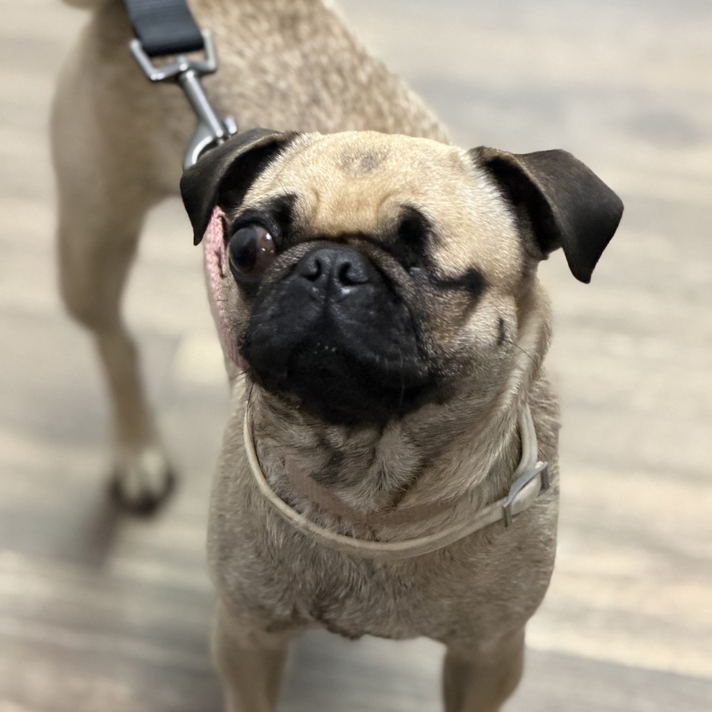 Shelter Stray Female Dog last seen Near 33rd Place, San Diego, CA, 92104, 5500 Gaines St, San Diego, CA 92110, USA