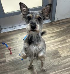 Shelter Stray Male Dog last seen Near Sirocco Lane, San Diego, CA, 92102, 5500 Gaines St, San Diego, CA 92110, USA