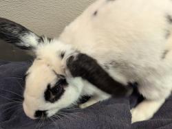 Shelter Stray Female Rabbit last seen Lea & Streamview, San Diego, CA, 92105, 5500 Gaines St, San Diego, CA 92110, USA