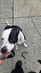 Shelter Stray Female Dog last seen Near 3rd Avenue, BRONX, NY, 10454, 326 E 110th St, New York, NY 10029, USA