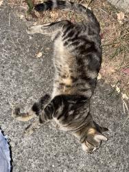 Found/Stray Unknown Cat last seen 21st and E Union, Seattle, WA 98122