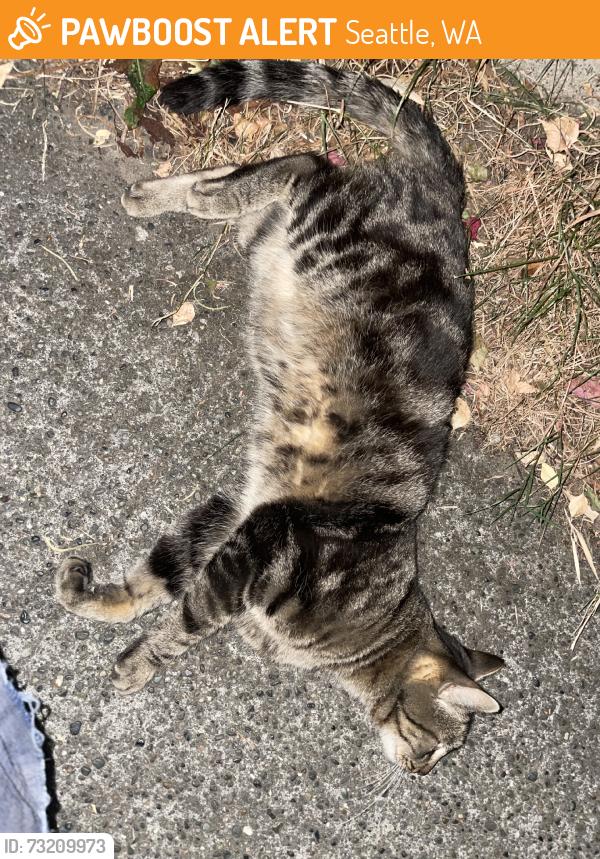 Found/Stray Unknown Cat last seen 21st and E Union, Seattle, WA 98122