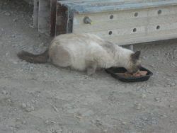 Found/Stray Unknown Cat last seen Ingalls & Armstong Streets, San Francisco, CA 94124