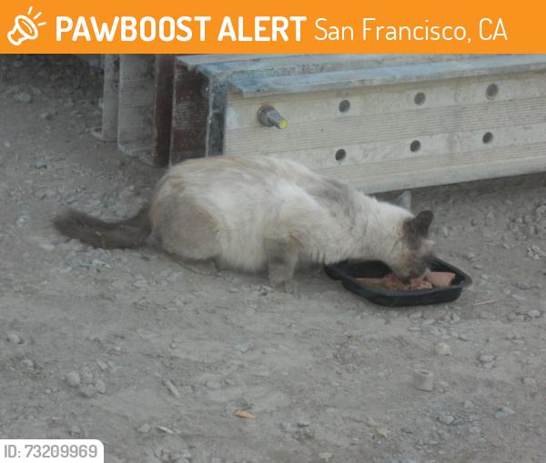 Found/Stray Unknown Cat last seen Ingalls & Armstong Streets, San Francisco, CA 94124