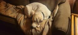 Lost Female Dog last seen 9th Ave, St. Petersburg, FL 33710