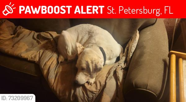 Lost Female Dog last seen 9th Ave, St. Petersburg, FL 33710