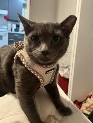Lost Male Cat last seen Right by building H, near the front of the property, and in complex across street., Springfield, MO 65807