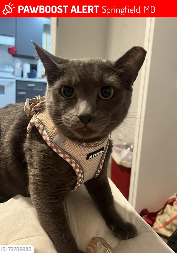 Lost Male Cat last seen Right by building H, near the front of the property, and in complex across street., Springfield, MO 65807