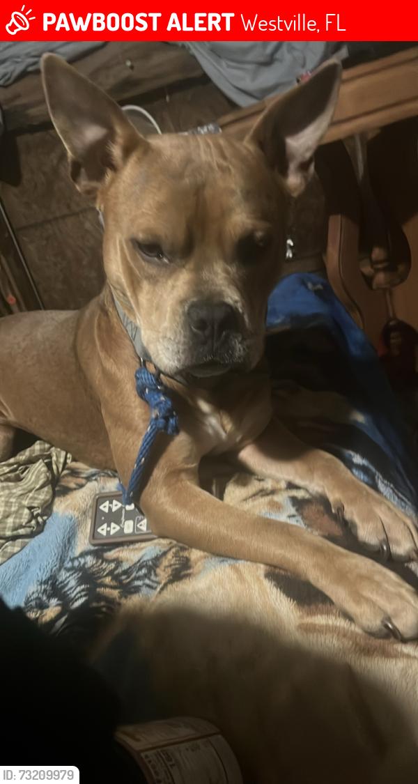 Lost Male Dog last seen Vortex, Westville, FL 32464