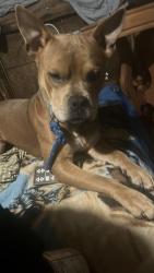 Lost Male Dog last seen Vortex, Westville, FL 32464