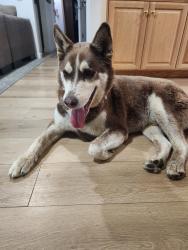 Reunited Male Dog last seen Fiesta Island dog park, San Diego, CA 92109