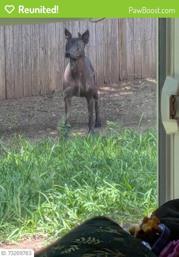 Reunited Female Dog last seen Near Daffodil Ln, Lewisville, TX 75077, USA, Lewisville, TX 75077