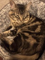 Reunited Male Cat last seen Brooksleigh Dr, Roseville, CA 95747