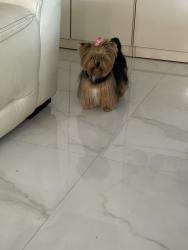 Lost Female Dog last seen Villa Maria drive and 36th lane, Glendale, AZ 85308