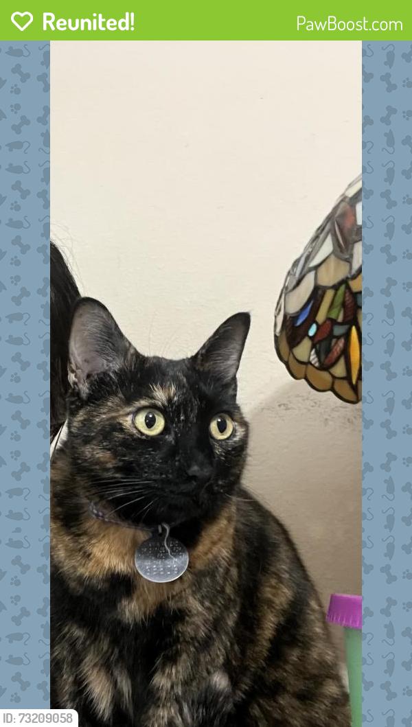 Reunited Female Cat last seen Ashmont Dr & Andover Dr, Frisco, TX 75035
