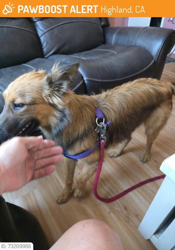 Found/Stray Female Dog last seen Baseline cvs, Highland, CA 92346