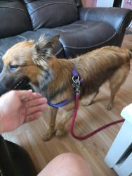 Found/Stray Female Dog last seen Baseline cvs, Highland, CA 92346