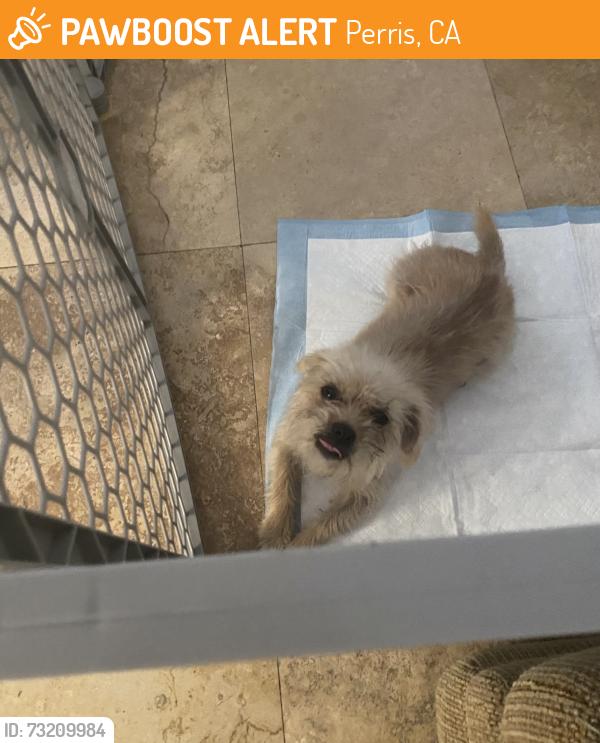 Found/Stray Female Dog last seen Liberty Park, Perris, CA 92571
