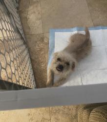 Found/Stray Female Dog last seen Liberty Park, Perris, CA 92571