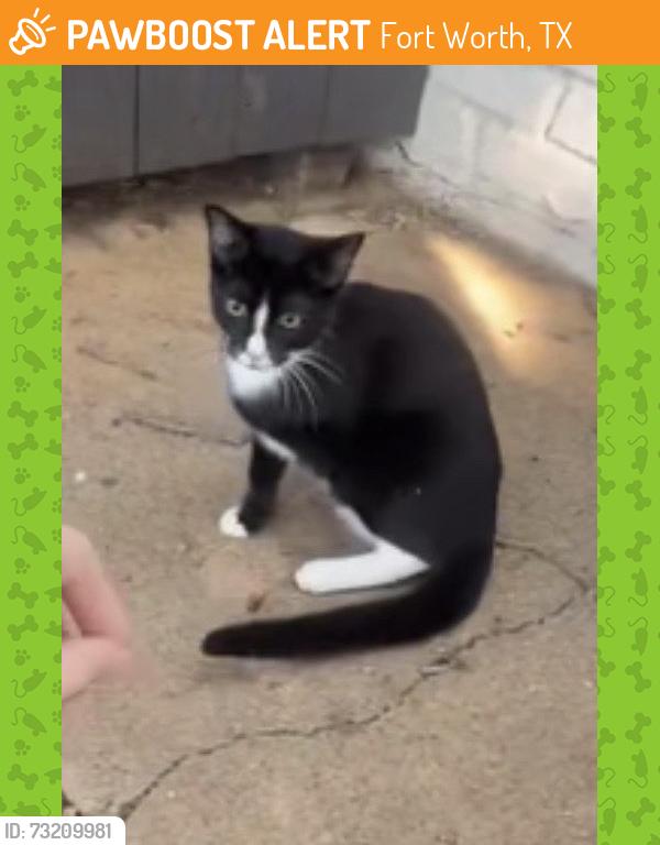 Found/Stray Female Cat last seen apmt building in the WoodHeaven neighborhood of Fort Worth Texas, Fort Worth, TX 76112