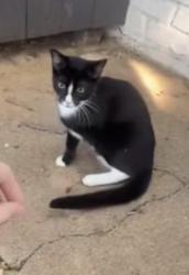 Found/Stray Female Cat last seen apmt building in the WoodHeaven neighborhood of Fort Worth Texas, Fort Worth, TX 76112