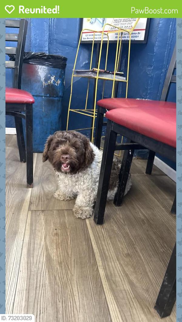 Reunited Male Dog last seen Mt Vernon, Highland, CA 92346