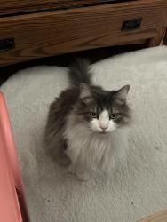 Lost Male Cat last seen Near Block of Glenwood Cres N in Fraser Heights, Surrey, BC V4N 1Y1