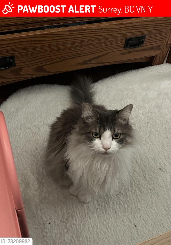Lost Male Cat last seen Near Block of Glenwood Cres N in Fraser Heights, Surrey, BC V4N 1Y1