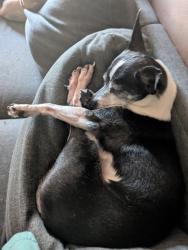 Lost Male Dog last seen Kenny's Grill, Chambersburg, PA 17201