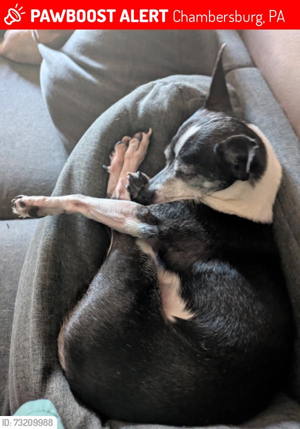 Lost Male Dog last seen Kenny's Grill, Chambersburg, PA 17201