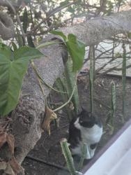 Found/Stray Unknown Cat last seen Devonshire and Osprey, San Diego, CA 92107