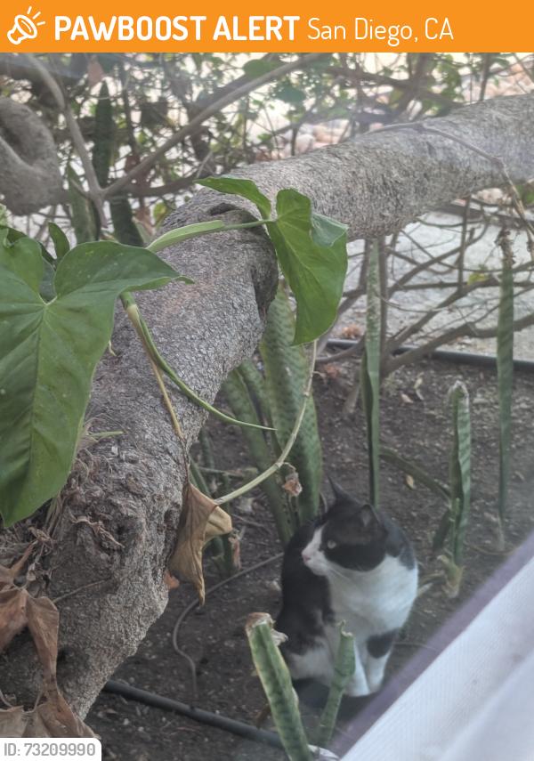 Found/Stray Unknown Cat last seen Devonshire and Osprey, San Diego, CA 92107
