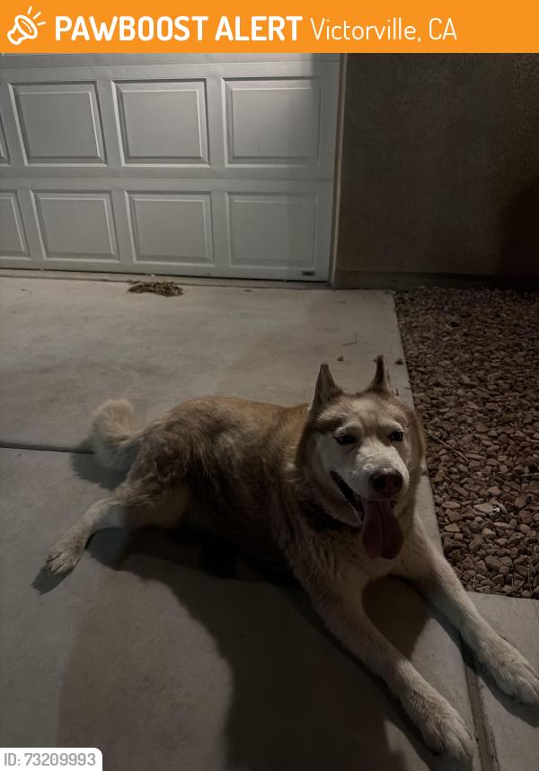 Found/Stray Female Dog last seen Powerplant, Victorville, CA 92392
