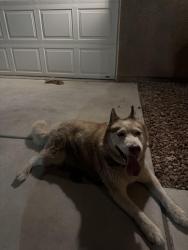 Found/Stray Female Dog last seen Powerplant, Victorville, CA 92392