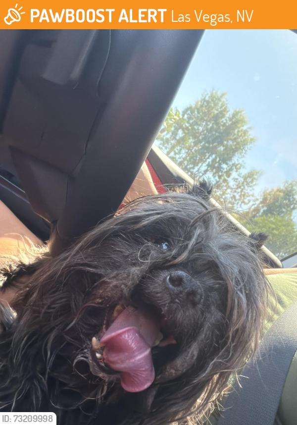 Found/Stray Unknown Dog last seen Bermuda and Sid, Las Vegas, NV 89183