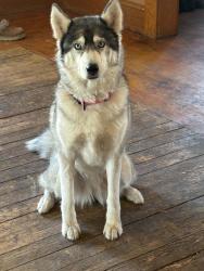 Reunited Female Dog last seen Hanchett and michigan, Saginaw, MI 48603