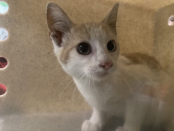 Shelter Stray Female Cat last seen , 1850 W 60th St, Los Angeles, CA 90047, USA