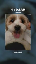 Reunited Male Dog last seen Lormel gate, Brampton, ON L7A 2R4