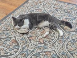 Lost Female Cat last seen Foster, Portland, OR 97236
