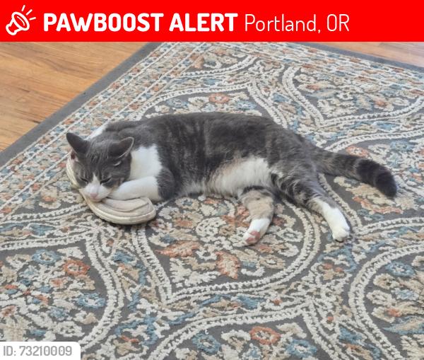 Lost Female Cat last seen Foster, Portland, OR 97236